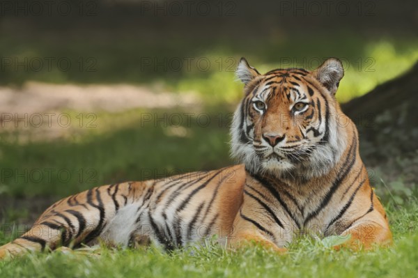 Sumatran tiger (Panthera tigris sumatrae), female, captive, occurring in Sumatra, Indonesia, Asia