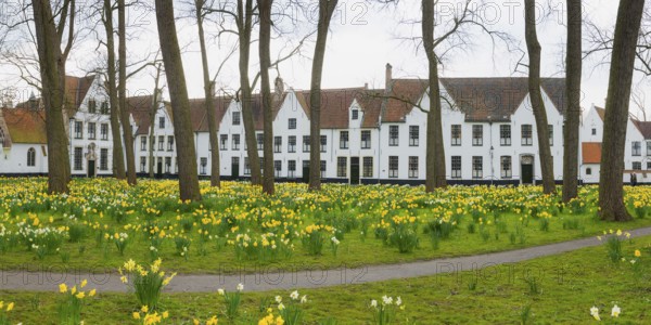 The Beguinage, Benelux, city, city trip, garden, religious, religion, West Flanders, Flanders, Middle Ages, UNESCO, textile industry, row of houses, Easter flowers, tourism, travel, history, culture, idyllic, monastery, nuns, woman, cloister, Christianity, Bruges, Belgium, Europe