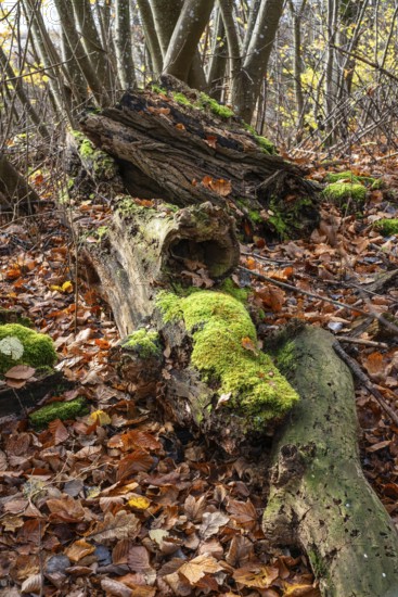 Dead trees and branches are full of life and contribute to biological diversity in nature. Ystad, Skåne County, Sweden, Scandinavia, Europe