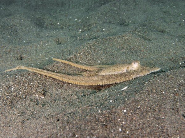 Flat lying marbled octopus (Amphioctopus aegina) with long tentacles on the sandy bottom, dive site Puri Jati, Umeanyar, Bali, Indonesia, Asia