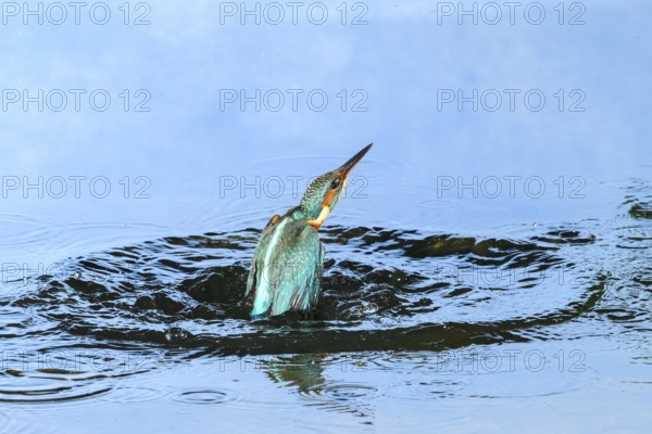 Common kingfisher (Alcedo atthis) flying out of the water after hunting fish, wildife, Catalonia, Spain, Europe