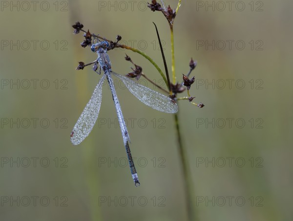 Emerald Damselfly (Lestes sponsa) sits on a rush stalk, the first rays of sunlight dry the wings, which are wetted by the morning dew, North Rhine-Westphalia, Germany, Europe