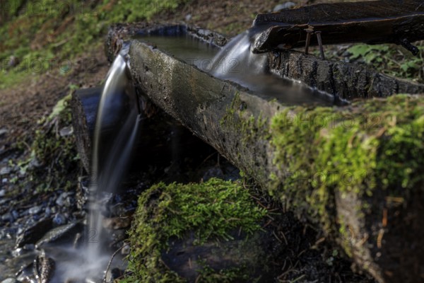 Water runs over moss-covered wooden channels into a small fountain in a quiet forest, Neukirchen am Großvenediger, Salzburg, Austria, Europe