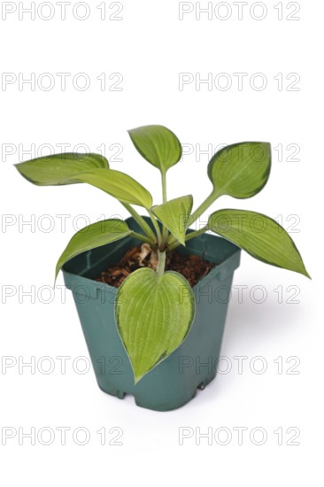 'Hosta x tardiana June' plant with lime green leaves with darker edges in plastic flower pot on white background