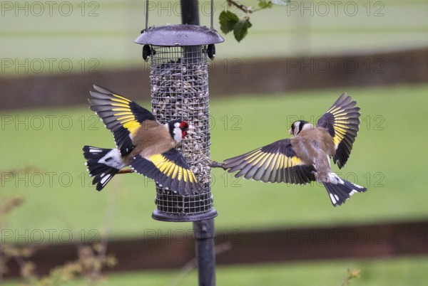 European Goldfinch (Carduelis carduelis), two adult birds fighting and squabbling over food, at bird feeding station, Hesse, Germany, Europe