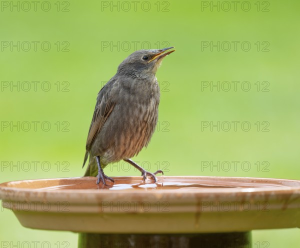 Starling (Sturnus vulgaris), juvenile standing on a bird bath, Lower Saxony, Germany, Europe