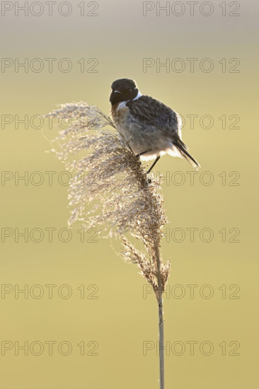 Stonechat (Saxicola rubicola), male sitting on reeds, Lake Neusiedl National Park, Seewinkel, Burgenland, Austria, Europe