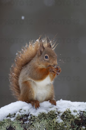 Red squirrel (Sciurus vulgaris) adult animal feeding on a nut on a tree branch covered in snow in winter, Scotland, United Kingdom, Europe