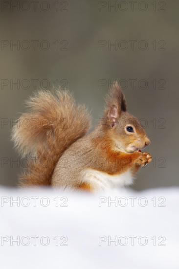 Red squirrel (Sciurus vulgaris) adult animal feeding on a nut in snow in winter, Scotland, United Kingdom, Europe