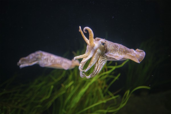 The Common (European) Cuttlefish (Sepia officinalis) underwater in sea, cephalopod, related to squid and octopus