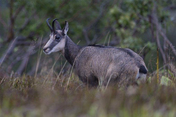 Chamois (Rupicapra rupicapra), Vosges, France, Europe