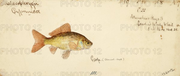 Goldfish, Carassius auratus, a freshwater fish of the carp family, fish, reproduction of an original, by Frank Edward Clarke (b. 1849, d. 1899), ichthyologist and scientific draughtsman