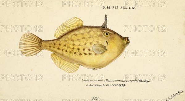 Peron's Filefish, Pseudomonacanthus peroni, Potbelly Leatherjacket, fish, reproduction of an original, by Frank Edward Clarke (b. 1849, d. 1899), ichthyologist and scientific draughtsman