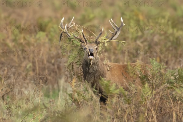 Red deer (Cervus elaphus) adult male stag roaring during the rutting season in autumn with Bracken on its head, England, United Kingdom, Europe