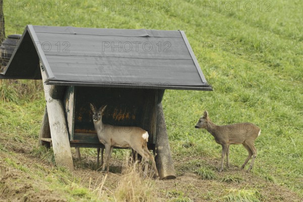 Roe deer (Capreolus capreolus) Field roe deer, fawn and buck fawn at winter feeding in the field, Lower Austria, Austria, Lower Austria, Austria, Europe