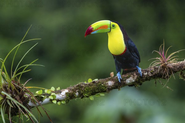 Fishing Toucan (Ramphastos sulfurantus), Toucans (Ramphastidae), Laguna del Lagarto Lodge, Alajuela, Costa Rica, Central America