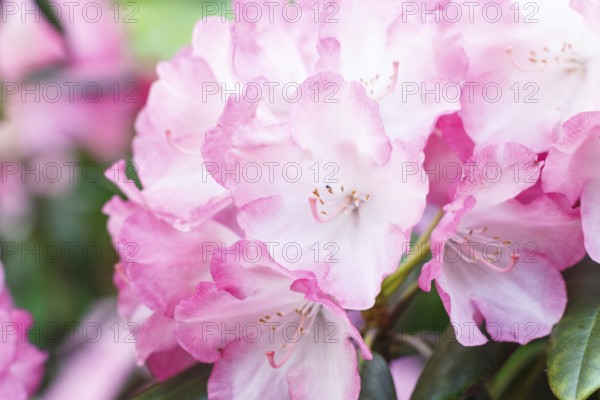 Rhododendron (azalea) flowers of various colors in the spring garden. Closeup. Blurred background