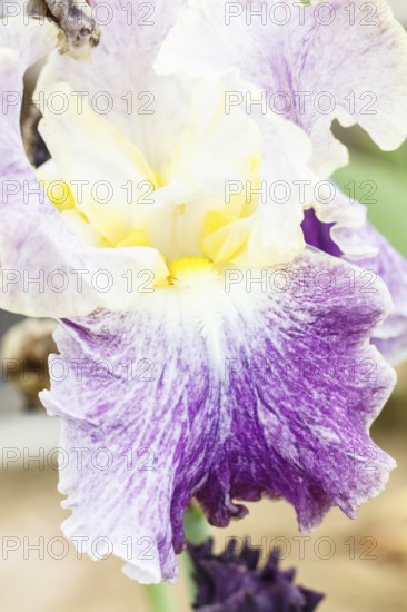 Beautiful multicolored iris flower bloom in the garden. Close up, fragility and summer concept