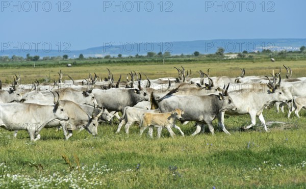 Herd of Hungarian steppe cattle wandering through the steppe landscape in Ferto-Hanság National Park, Sarrod, Hungary, Europe