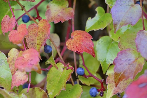 Wild vine, maiden vine (Parthenocissus quinquefolia) with autumn leaves and fruits, Moselle, Rhineland-Palatinate, Germany, Europe