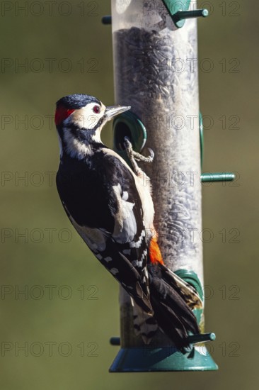 Male of Great Spotted Woodpecker, Dendrocopos major, bird on the feeder in forest at winter