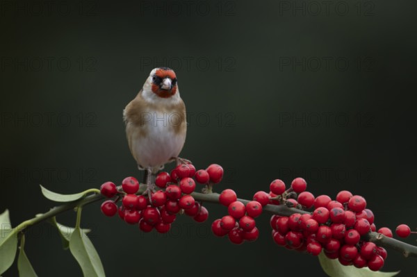 European goldfinch (Carduelis carduelis) adult bird on a Holly tree branch with red berries in winter, England, United Kingdom, Europe