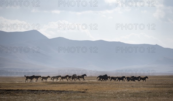 A herd of horses gallops across a meadow at Song Kul mountain lake, Naryn region, Kyrgyzstan, Asia