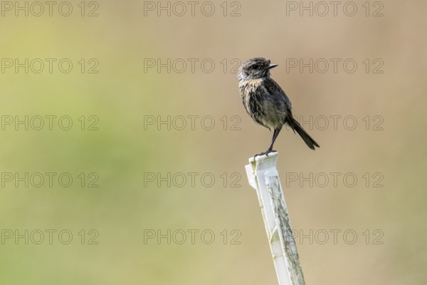 Stonechat (Saxicola rubicula), Emsland, Lower Saxony, Germany, Europe