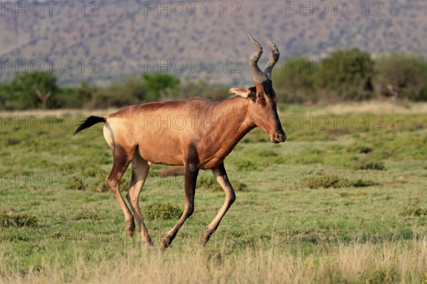 Red hartebeest (Alcelaphus buselaphus caama), Kaama, adult, running, foraging, Mountain Zebra National Park, Eastern Cape, South Africa, Africa