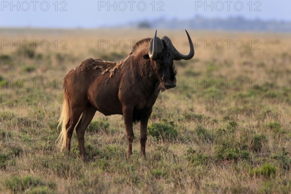 White-tailed wildebeest (Connochaetes gnou), adult, alert, Mountain Zebra National Park, Eastern Cape, South Africa, Africa