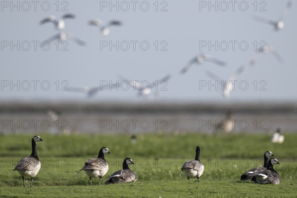 Grazing barnacle geese or barnacle geese (Branta leucopsis), Hauke-Haien-Koog nature reserve, North Friesland, Schleswig-Holstein, Germany, Europe