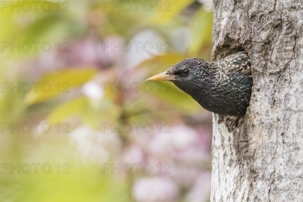 A common starling (Sturnus vulgaris) peers curiously out of its breeding den, Hesse, Germany, Europe