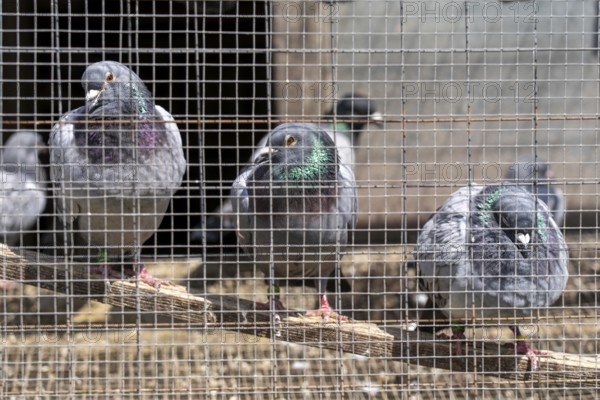 Carrier pigeons, in a pigeon loft, pigeon fancier, Mülheim, North Rhine-Westphalia, Germany, Europe