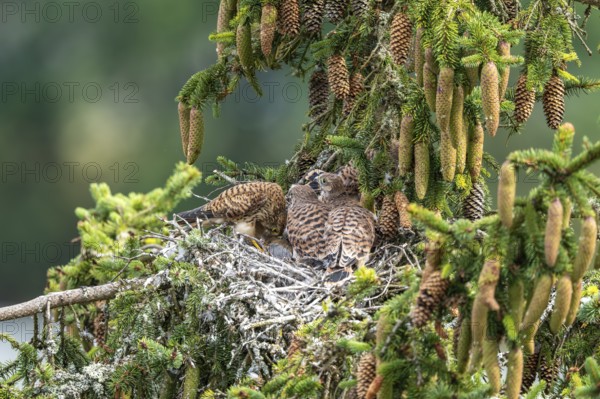 Common kestrel (Falco tinnunculus), female adult bird feeding young birds not yet ready to fly in the nest, Rhineland-Palatinate, Germany, Europe