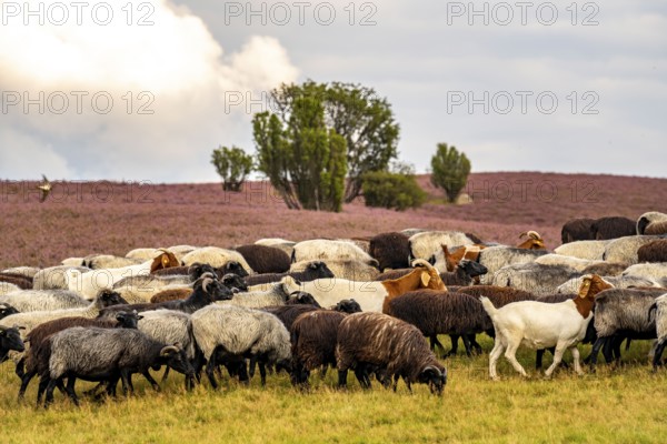 Heidschnucken herd and goats, in the Lüneburg Heath, near Niederhaverbeck, heather blossom of the broom heather, in the Lüneburg Heath nature reserve, Lower Saxony, Germany, Europe