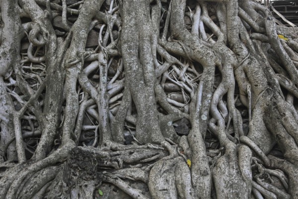 Amhara region, near Gondar, Gonder, aerial roots of the woody figs at the Fasilida's moated castle, Ethiopia, Africa