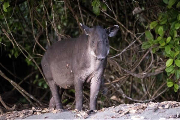 Baird's tapir (Tapirus bairdii), juvenile, in the rainforest, Corcovado National Park, Osa, Puntarena Province, Costa Rica, Central America