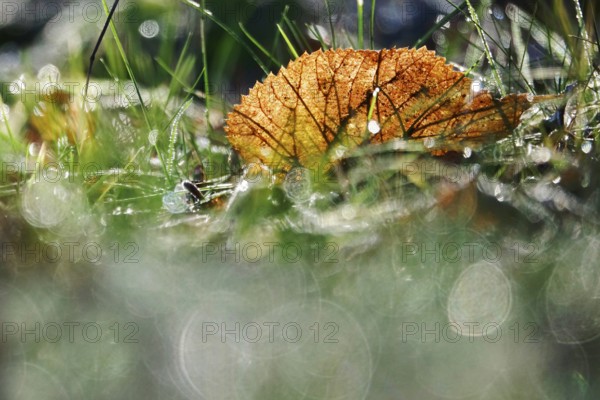 Autumn leaves and morning dew, late autumn, Saxony, Germany, Europe