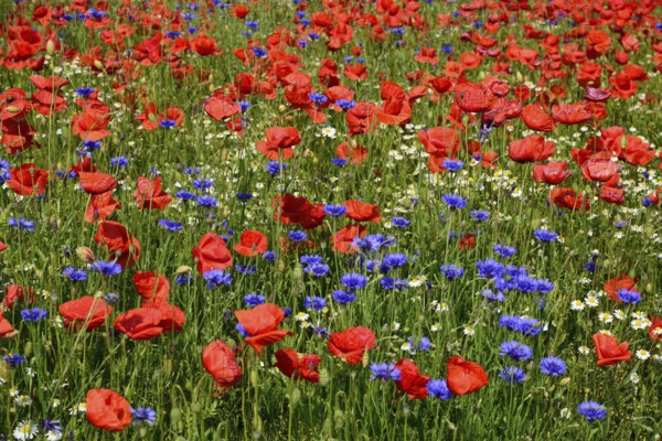 Europe, Germany, Mecklenburg-Western Pomerania, Poppy field and cornflowers near Göhren-Lebbin, Göhren-Lebbin, Mecklenburg-Western Pomerania, Germany, Europe