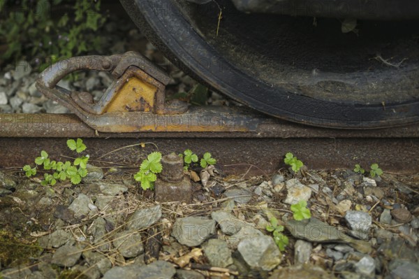 Symbolic photo on the subject of standstill in railway traffic. A brake shoe stands in front of the wheel of a wagon on a rusty and overgrown track. Lichtenberg, 21.07.2024