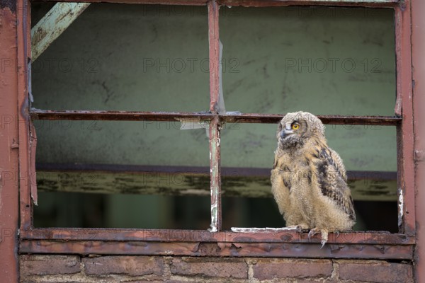 Eurasian eagle-owl (Bubo bubo), fledged young bird, in an old window frame, industrial building, Ewald colliery, Herten, Ruhr area, North Rhine-Westphalia, Germany, Europe