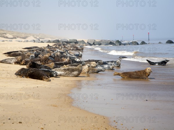 Colony of Grey Seals, Halichoerus grypus, hauled up on a sandy beach at Horsey, Norfolk, England, United Kingdom, Europe