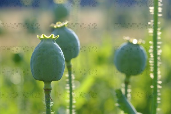 Poppy, (Papaver somniferum), poppy capsule, poppy field, Waldviertel grey poppy, poppy village Armschlag, Waldviertel, Lower Austria, Austria, Europe