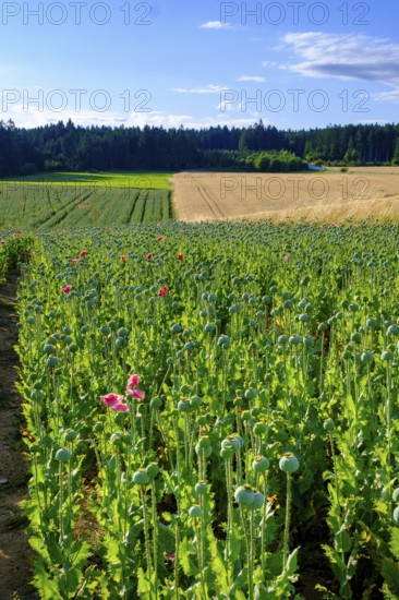 Poppy, (Papaver somniferum), poppy field, Waldviertel grey poppy, poppy village Armschlag, Waldviertel, Lower Austria, Austria, Europe