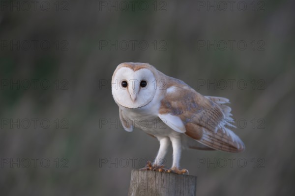 Barn owl (Tyto alba) adult bird on a fence post, England, United Kingdom, Europe