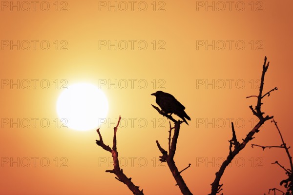 A bird sits on a branch in front of an orange-coloured sunset sky, evoking the impression of peace and closeness to nature, Crow, Baden-Württemberg