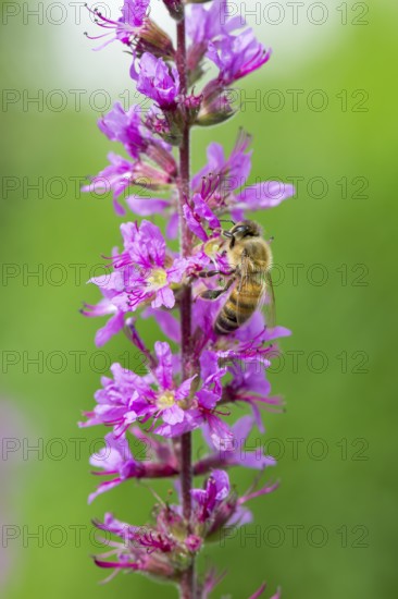 A honey bee (Apis mellifera) sits on a pink flower, purple loosestrife (Lythrum salicaria) and pollinates it, blurred green and pink colours can be seen in the background, Baden-Württemberg, Germany, Europe