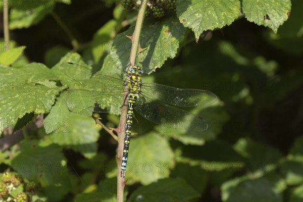 Southern hawker dragonfly (Aeshna cyanea) adult female insect resting on a Bramble plant stem, Suffolk, England, United Kingdom, Europe