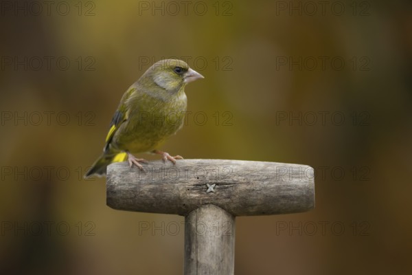 European greenfinch (Chloris chloris) adult bird on a garden fork handle in the autumn, Suffolk, England, United Kingdom, Europe