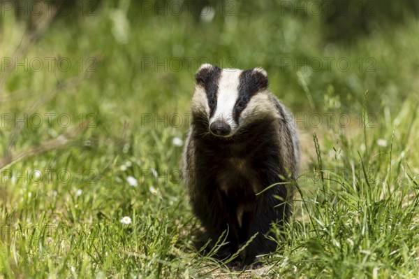 A badger standing in a green meadow, european badger (Meles meles), Germany, Europe